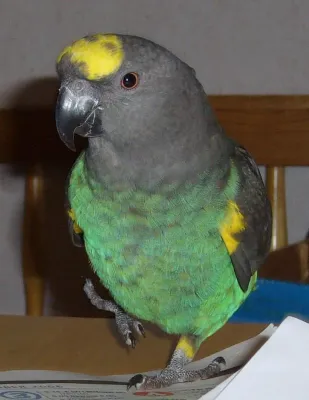 File:Meyers Parrot (Poicephalus meyeri) pet on table.JPG
