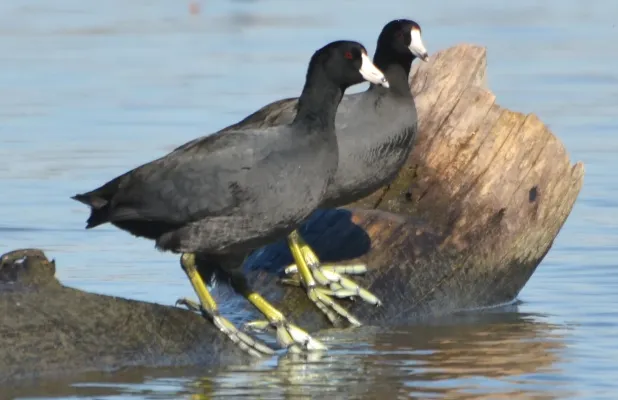 File:American Coot (Fulica americana) - mud hen (10527434795).jpg