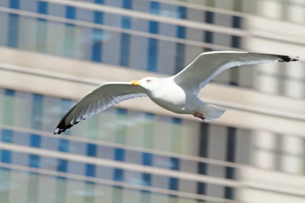 File:Larus vegae, Tokyo (6906161013).jpg