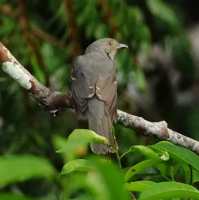 File:Laniocera hypopyrra - Cinereous Mourner.JPG