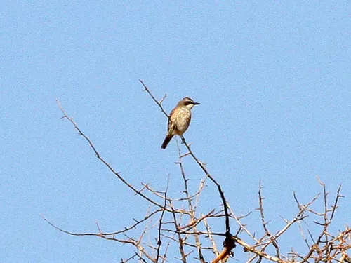 File:Herero Chat (Namibornis herero).jpg