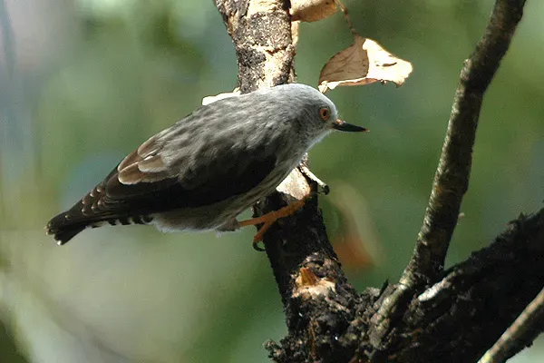 File:Daphoenositta chrysoptera.jpg