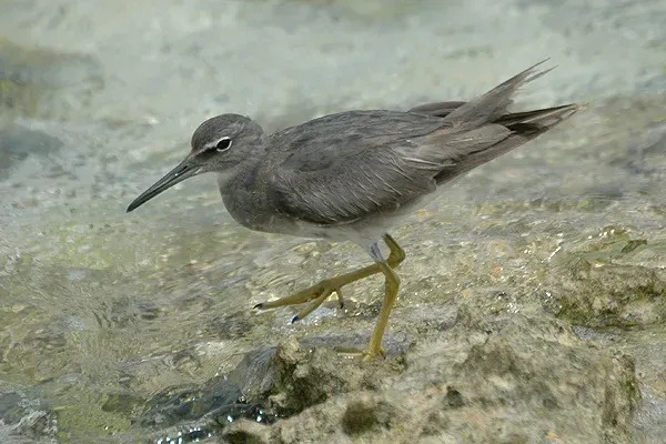 File:Tringa incana.jpg