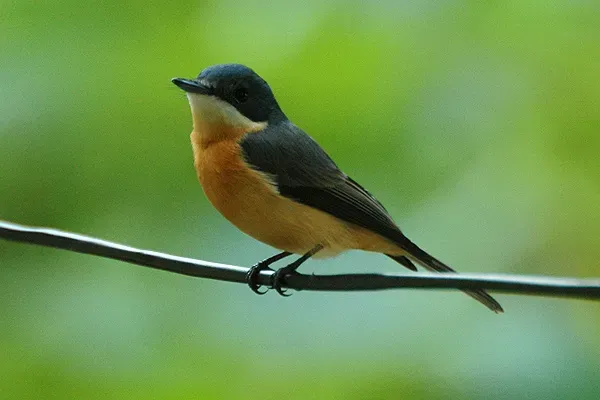 File:Myiagra vanikorensis (female).jpg