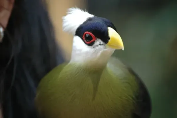File:Tauraco leucolophus -Nashville Zoo, Tennessee. USA-8a.jpg
