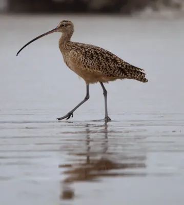 File:Long-billed Curlew (Numenius americanus) (5087679865).jpg