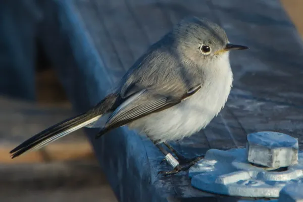 File:Blue-gray Gnatcatcher (polioptila caerulea) (10828008123).jpg