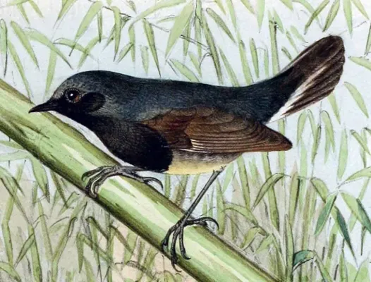 File:Calliope obscura 1891.jpg