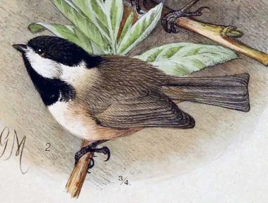File:Poecile hypermelaenus 1891.jpg
