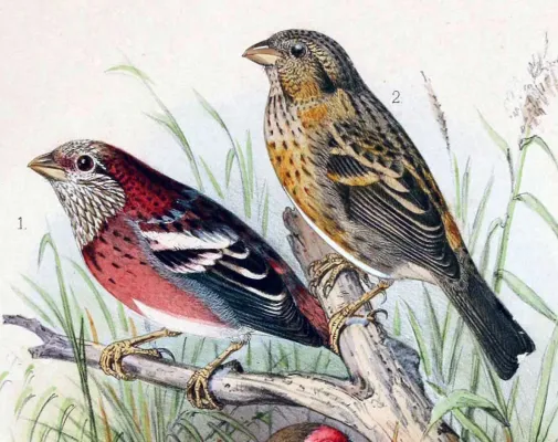 File:Carpodacus trifasciatus 1891.jpg
