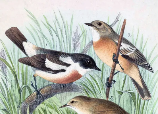 File:Saxicola insignis 1889.jpg