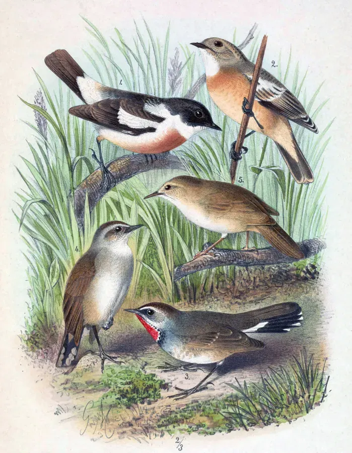 File:Saxicola insignis & Calliope pectoralis tschebaiewi & Locustella major major 1889.jpg