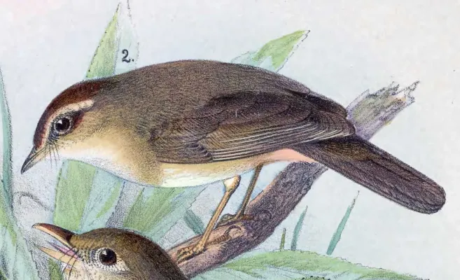 File:Phylloscopus armandii 1889.jpg