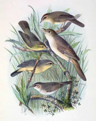 File:Iduna aedon & Phylloscopus armandii & Phylloscopus griseolus & Phylloscopus fuscatus & Phylloscopus affinis 1889.jpg