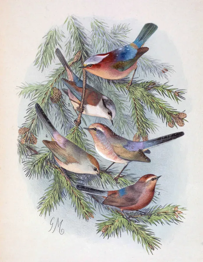 File:Leptopoecile elegans elegans & Leptopoecile sophiae sophiae & Leptopoecile sophiae obscurus 1889.jpg