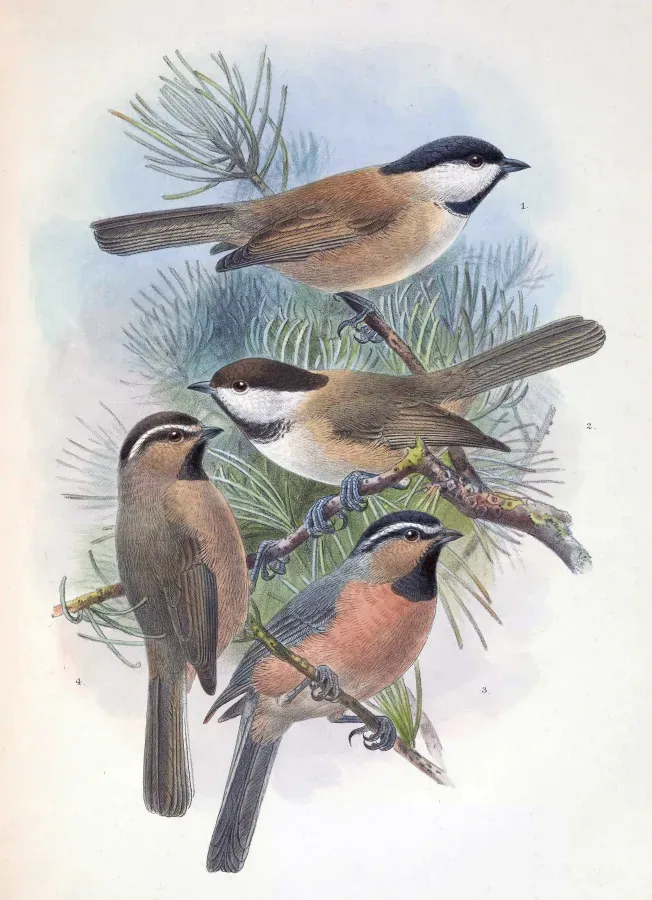 File:Poecile montanus songarus & Poecile montanus affinis & Poecile superciliosus 1889.jpg