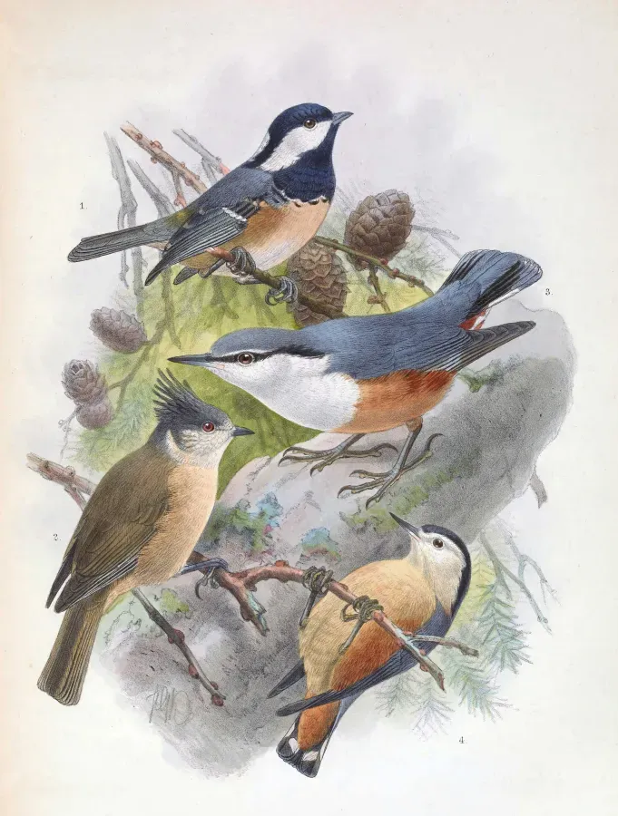 File:Periparus ater rufipectus & Lophophanes dichrous dichroides & Sitta europaea amurensis & Sitta przewalskii 1889.jpg