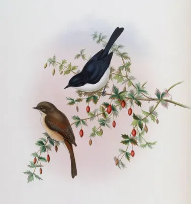 File:Saxicola jerdoni by Gould & Richter.jpg