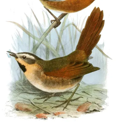 File:Synallaxis scutata whitii Smit.jpg