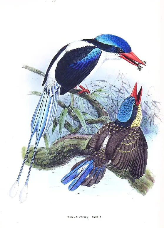 File:Tanysiptera galatea doris.jpg