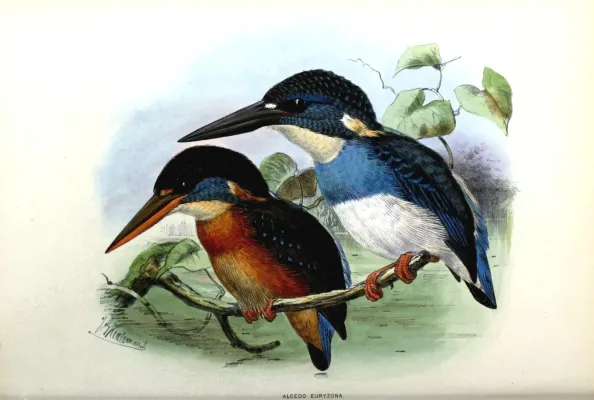 File:Alcedo euryzona.jpg