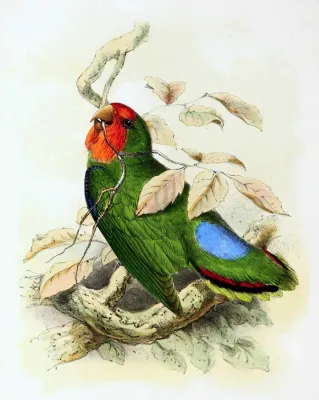 File:Agapornis pullarius 1869.jpg