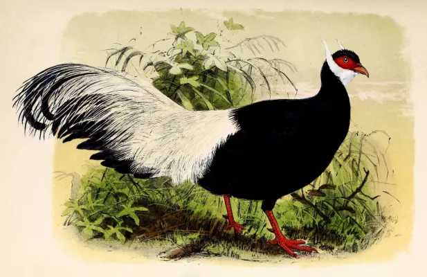 File:Crossoptilon auritum 1873.jpg