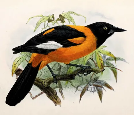 File:Icterus leucopteryx 1876.jpg