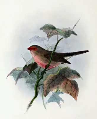 File:Estrilda troglodytes 1876.jpg