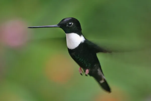 File:Coeligena torquata.jpg