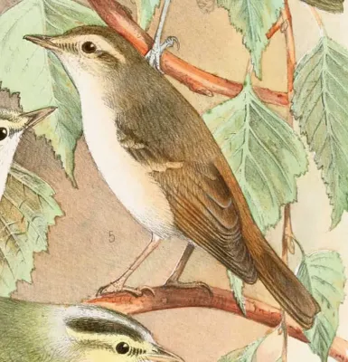 File:Phylloscopus tenellipes 1889.jpg