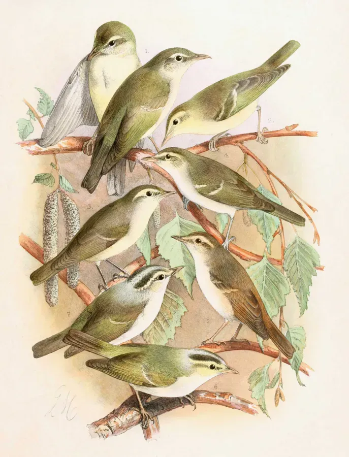 File:Phylloscopus xanthodryas & Phylloscopus nitidus & Phylloscopus trochiloides viridanus & Phylloscopus plumbeitarsus & Phylloscopus tenellipes & Phylloscopus occipitalis 1889.jpg