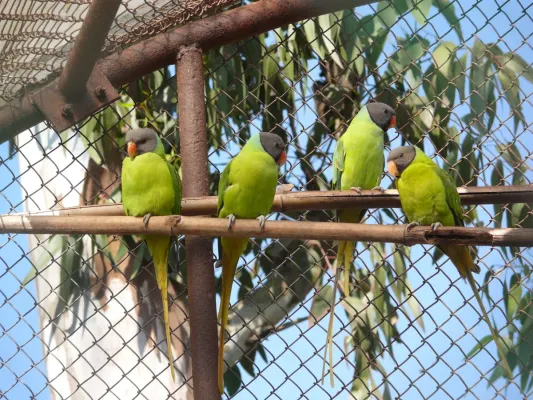 File:Finsch's Parakeet Psittacula finschii by Dr Raju Kasambe (1).JPG