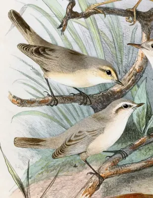 File:Phylloscopus neglectus 1889.jpg