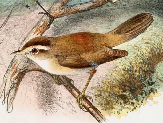File:Acrocephalus bistrigiceps 1889.jpg