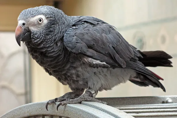 File:Psittacus erithacus timneh-parrot on cage.jpg