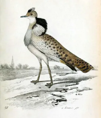 File:Chlamydotis macqueenii 1856.jpg