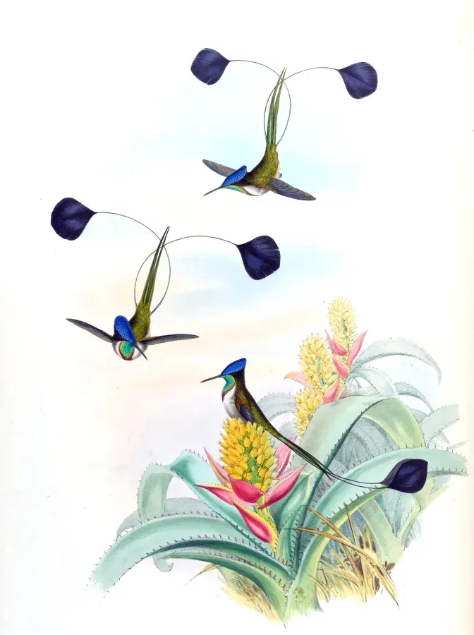 File:Loddigesia mirabilis + Aechmea mucroniflora - Gould Troch. pl. 161.jpg