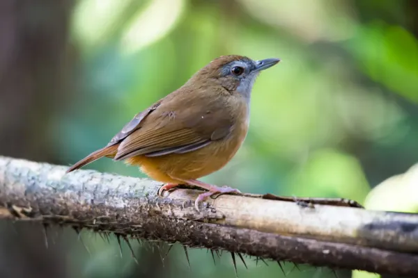 File:Malacocincla-abbotti-abbotts-babbler-khao-yai-national-park.jpg