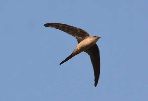 File:Asian Palm Swift Cypsiurus balasiensis in flight 02.JPG