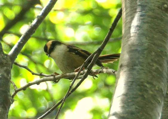 File:Aphrastura spinicauda, Chile 1.jpg