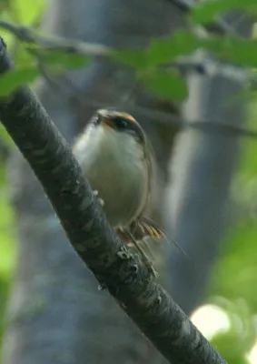 File:Aphrastura spinicauda, Chile 2.jpg