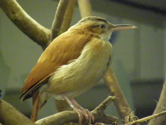 File:Furnarius cinnamomeus - Pacific Hornero; Antwerp Zoo.jpg