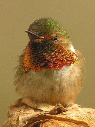 File:Selasphorus scintilla.jpg
