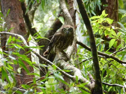 File:Southern Boobook (Ninox boobook).JPG