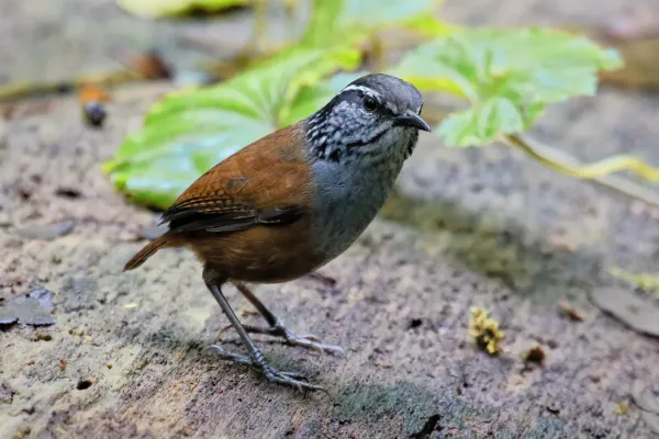 File:Henicorhina leucophrys Santa Elena.JPG
