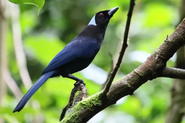 File:Cyanolyca cucullata Santa Elena.JPG