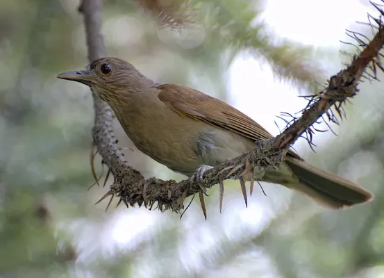 File:Turdus leucomelas.jpg