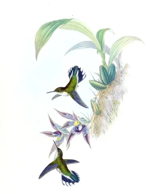 File:Phlogophilus hemileucurus + Paphinia cristata - Gould - Humm. 161.jpg