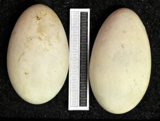 File:Phalacrocorax capillatus MWNH 0529.JPG